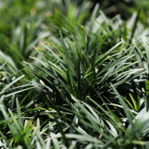 Ophiopogon japonicus - Muguet du Japon - Barbe de serpent - feuillage