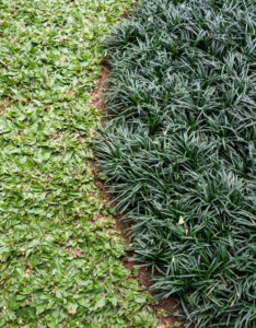 Ophiopogon japonicus - Muguet du Japon - Barbe de serpent - vue d'ensemble