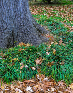 Ophiopogon japonicus - Muguet du Japon - Barbe de serpent - Vue d'ensemble