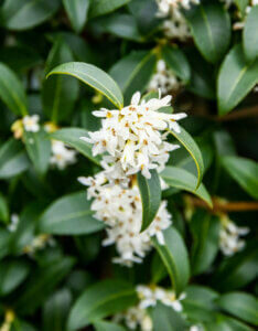 Osmanthus burkwoodii - Osmanthe de Burkwood - fleurs