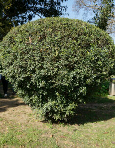 Osmanthus burkwoodii - Osmanthe de Burkwood - vue d'ensemble