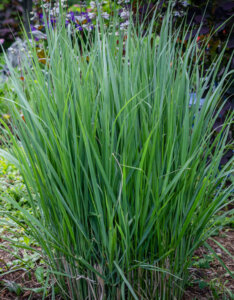 Panicum virgatum Northwind - Panic érigé - vue d'ensemble