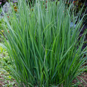Panicum virgatum Northwind - Panic érigé - vue d'ensemble