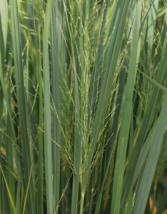 Panicum virgatum Northwind - Panic érigé - Feuillage