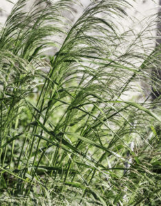 Panicum virgatum Northwind - Panic érigé - inflorescences