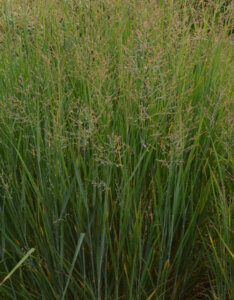 Panicum virgatum Prairie Sky - Panic érigé bleuté - vue d'ensemble
