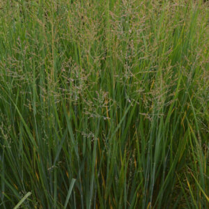 Panicum virgatum Prairie Sky - Panic érigé bleuté - vue d'ensemble