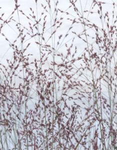 Panicum virgatum Prairie Sky - Panic érigé bleuté - Inflorescences