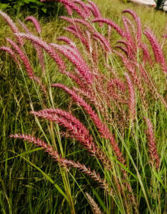Panicum virgatum Rehbraun - Panic érigé - inflorescences