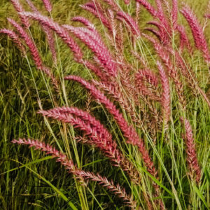 Panicum virgatum Rehbraun - Panic érigé - inflorescences