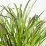 Panicum virgatum Squaw - Panic érigé à feuillage rouge - feuillage