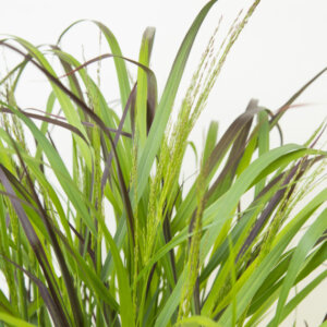 Panicum virgatum Squaw - Panic érigé à feuillage rouge - feuillage