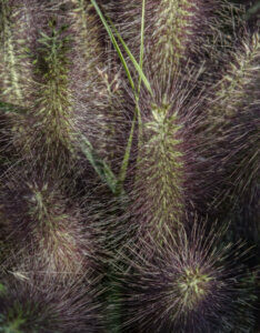 Pennisetum alopecuroides Black Beauty - Herbe aux écouvillons - inflorescences