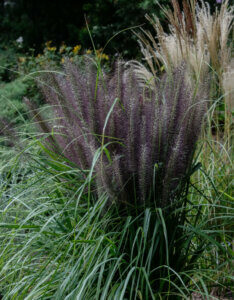 Pennisetum alopecuroides Black Beauty - Herbe aux écouvillons - vue d'ensemble
