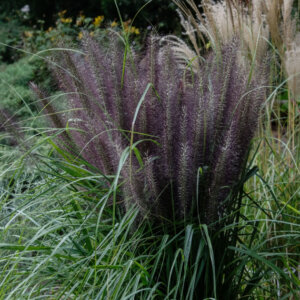 Pennisetum alopecuroides Black Beauty - Herbe aux écouvillons - vue d'ensemble