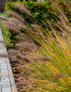 Pennisetum alopecuroides Japonicum - Herbe aux écouvillons - feuillage automnal et inflorescences