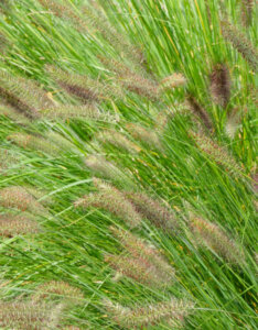 Pennisetum alopecuroides Japonicum - Herbe aux écouvillons - feuillage et inflorescences