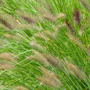 Pennisetum alopecuroides Japonicum - Herbe aux écouvillons - feuillage et inflorescences