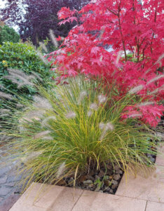 Pennisetum alopecuroides Japonicum - Herbe aux écouvillons - Vue d'ensemble