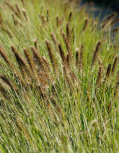 Pennisetum alopecuroides Viridescens - Herbe aux écouvillons - Vue d'ensemble