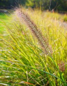 Pennisetum alopecuroides Viridescens - Herbe aux écouvillons - inflorescence