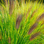 Pennisetum alopecuroides Viridescens - Herbe aux écouvillons - vue d'ensemble