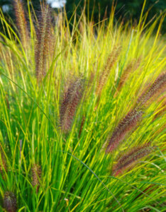 Pennisetum alopecuroides Viridescens - Herbe aux écouvillons - vue d'ensemble