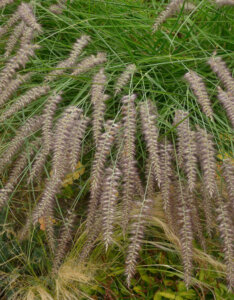 Pennisetum orientale Karley Rose - Herbe aux écouvillons - vue d'ensemble