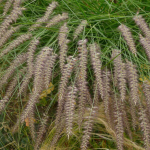 Pennisetum orientale Karley Rose - Herbe aux écouvillons - vue d'ensemble