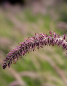 Pennisetum orientale Karley Rose - Herbe aux écouvillons - inflorescence