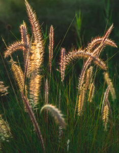 Pennisetum orientale Karley Rose - Herbe aux écouvillons - Inflorescences