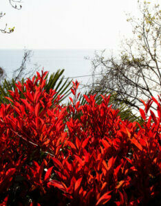 Photinia fraseri Little Red Robin - Photinia nain à feuilles rouges - jeunes pousses