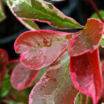 Photinia fraseri Pink Marble Cassini - Photinia panaché - feuillage