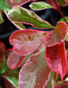 Photinia fraseri Pink Marble Cassini - Photinia panaché - feuillage