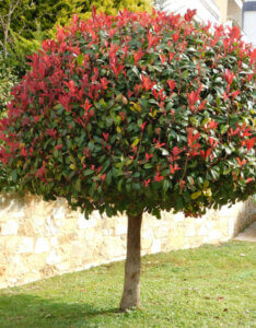Photinia fraseri Red Robin - Photinia à feuilles rouges - vue d'ensemble