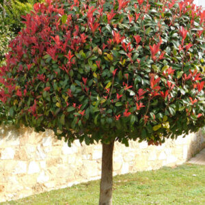 Photinia fraseri Red Robin - Photinia à feuilles rouges - vue d'ensemble