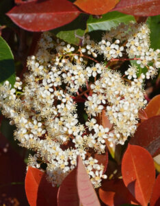 Photinia fraseri Red Robin - Photinia à feuilles rouges - inflorescence