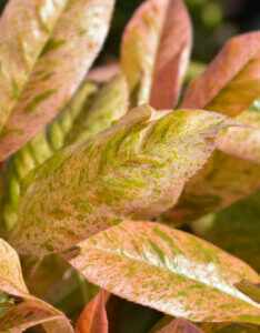 Photinia serratifolia Pink Crispy - Photinia panaché compact - jeunes pousses