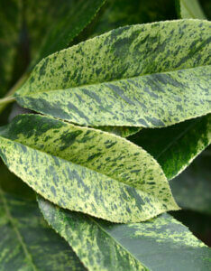 Photinia serratifolia Pink Crispy - Photinia panaché compact - feuillage