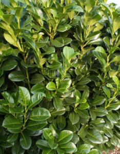 Prunus laurocerasus Etna - Laurier cerise - Laurier Palme - Feuillage