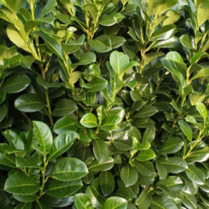 Prunus laurocerasus Etna - Laurier cerise - Laurier Palme - Feuillage