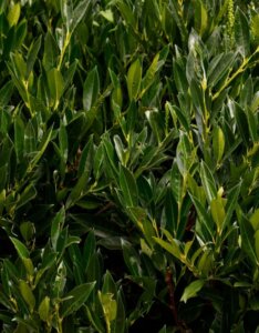 Prunus laurocerasus Otto Luyken - Laurier cerise - Laurier Palme - Feuillage