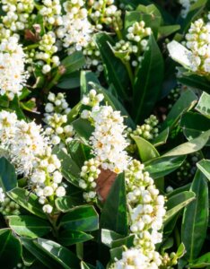 Prunus laurocerasus Otto Luyken - Laurier cerise - Laurier Palme - Fleurs
