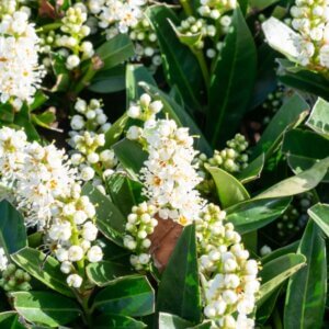 Prunus laurocerasus Otto Luyken - Laurier cerise - Laurier Palme - Fleurs