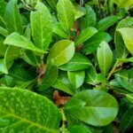 Prunus laurocerasus Rotundifolia - Laurier cerise - Laurier Palme - Feuillage