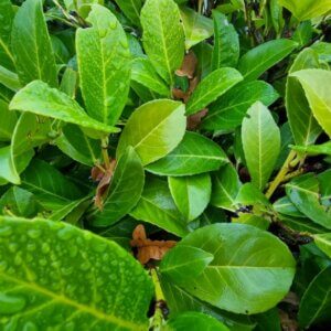 Prunus laurocerasus Rotundifolia - Laurier cerise - Laurier Palme - Feuillage