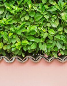 Prunus laurocerasus Rotundifolia - Laurier cerise - Laurier Palme - Haie