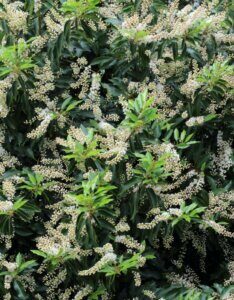 Prunus lusitanica Angustifolia - Laurier du Portugal à petites feuilles - Fleurs