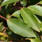 Prunus lusitanica - Laurier du Portugal - Feuilles