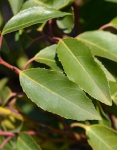 Prunus lusitanica - Laurier du Portugal - Feuilles